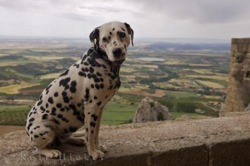 Photo: 
Dalmatian Dog