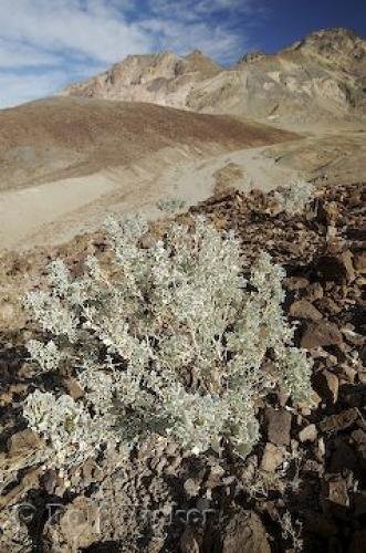 Photo: 
Desert Plant Picture