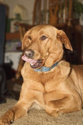 Photo: 
Dog Breeds