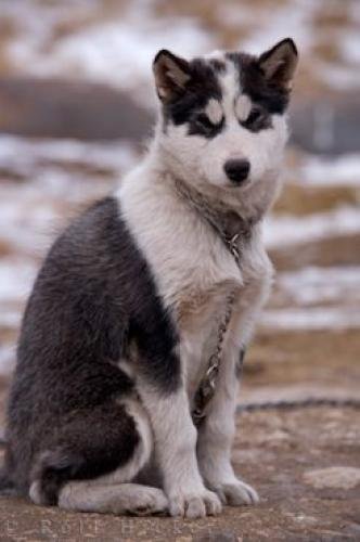Photo: 
Canadian Eskimo Dog Rescue
