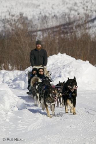 Photo: 
Dog Sledding