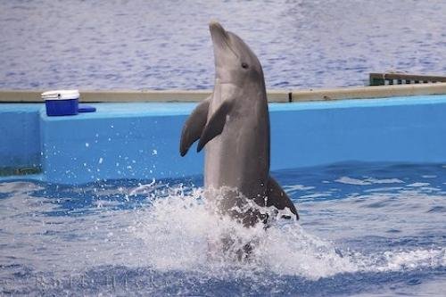 Photo: 
Dolphin Dance L Oceanografic Valencia Spain