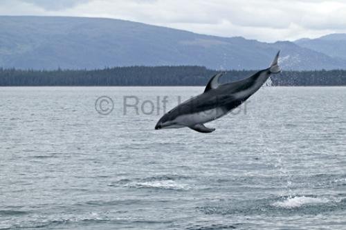 Photo: 
dolphin in flight