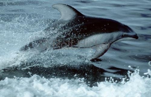 Photo: 
Going High Speed dolphin photo