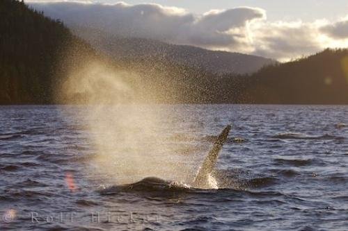 Photo: 
Dolphin Whale Northern Vancouver Island