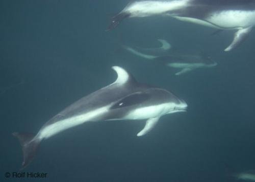 Photo: 
Dolphins Underwater