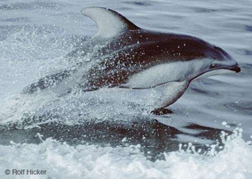 Photo: 
dolphin pics