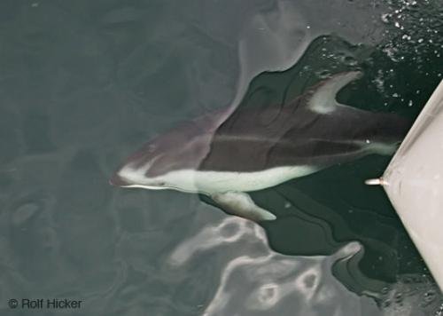 Photo: 
Bow Wave Dolphin Photo