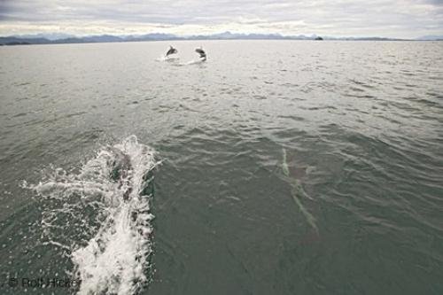 Photo: 
British Columbia Dolphin Picture