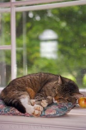 Photo: 
Domestic Tabby Cat Picture Nova Scotia