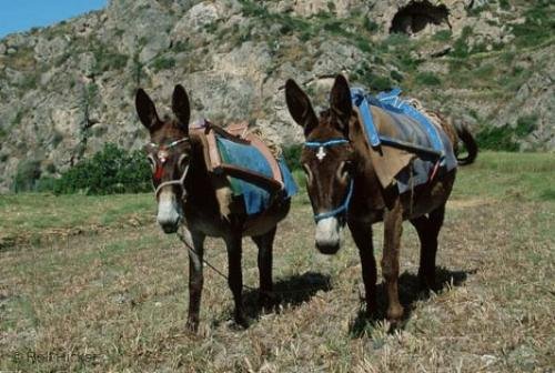 Photo: 
donkeys