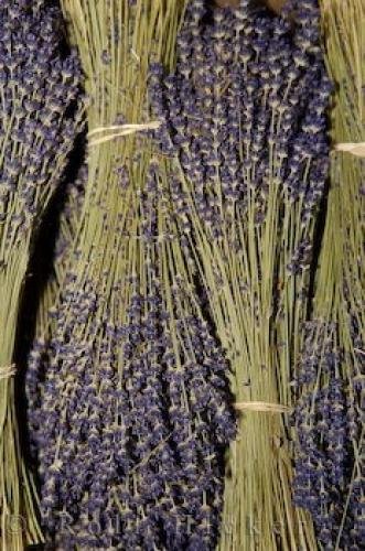 Photo: 
Dried Lavender Bunches