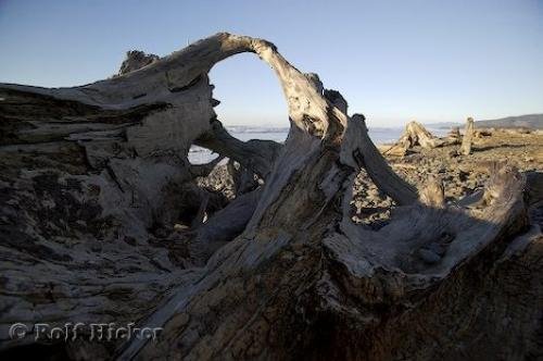 Photo: 
drift wood