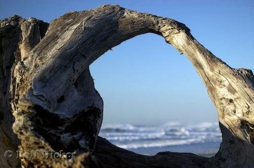 Photo: 
Driftwood