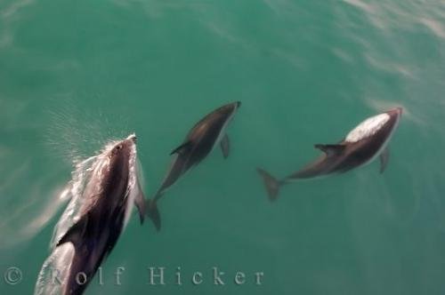Photo: 
Dusky Dolphins Tour Kaikoura