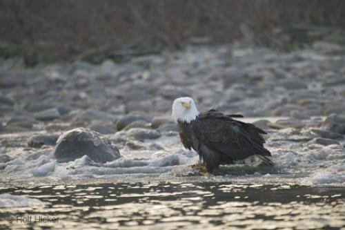 Photo: 
Eagle On River