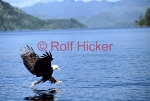 Photo: 
Catching Fish Bald Eagle Photos