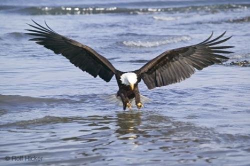 Photo: 
Eagle Fishing