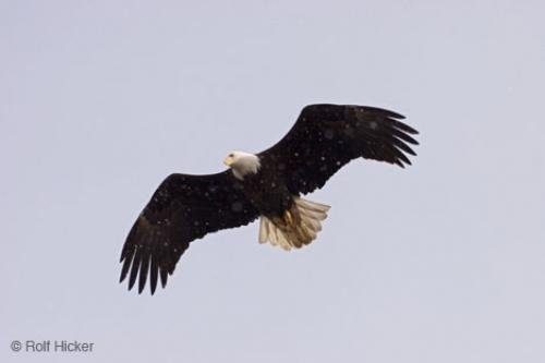 Photo: 
eagle flying