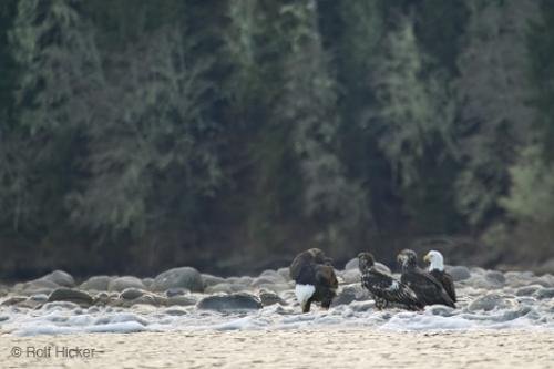 Photo: 
Bald Eagles River Bank
