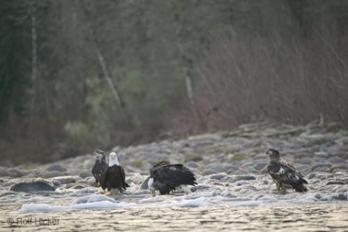 Photo: 
Eagles Brackendale Squamish River