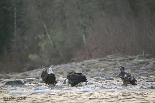 Photo: 
Eagles Brackendale Squamish River