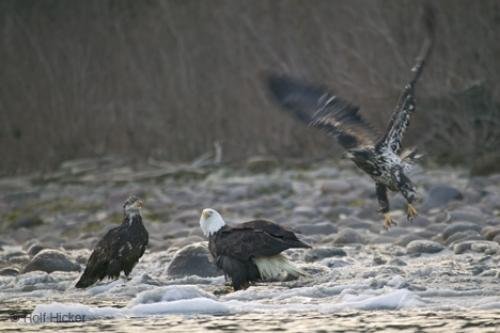 Photo: 
Bald Eagles Feeding Spawning Salmon