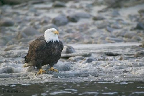 Photo: 
eagle birds