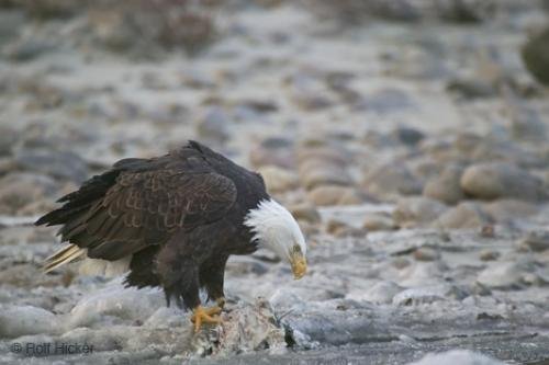Photo: 
Bald Eagle pics Eating Dead Salmon