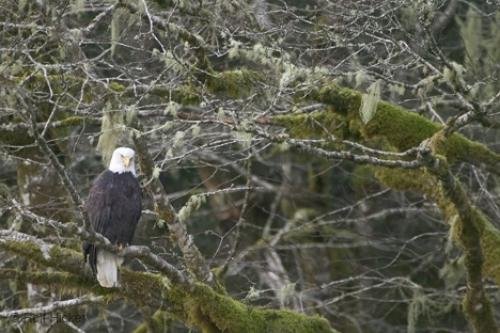 Photo: 
bald eagles squamish