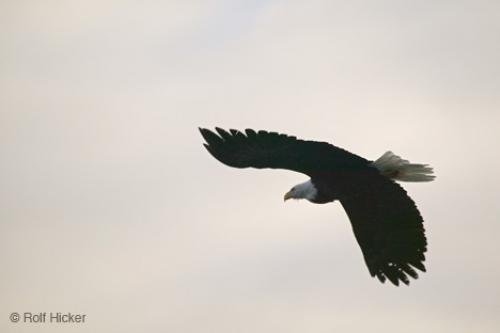 Photo: 
American Bald Eagle Flying