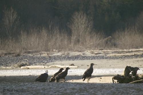 Photo: 
Cheakamus River