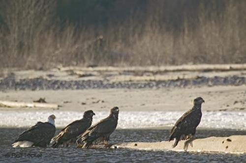 Photo: 
young eagles