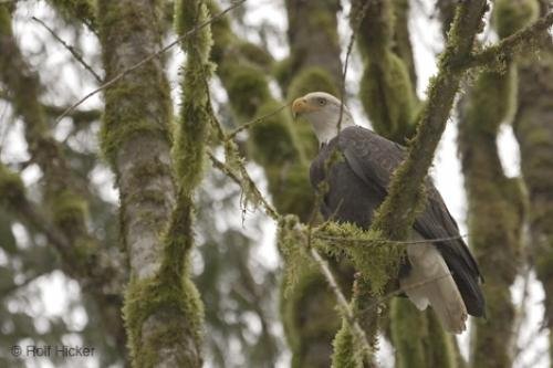 Photo: 
birds of prey photos