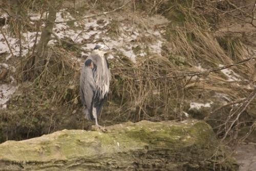 Photo: 
Great Blue Heron Bird Photo