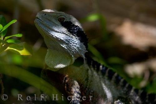 Photo: 
Eastern Water Dragon