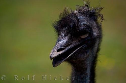 Photo: 
Emu Bird Picture Auckland Zoo New Zealand