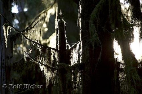 Photo: 
evergreen trees