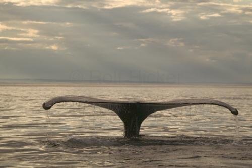 Photo: 
Atlantic Humpback Whale Image
