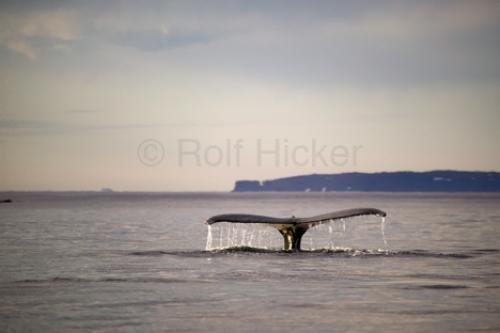Photo: 
printable humpback whale pictures