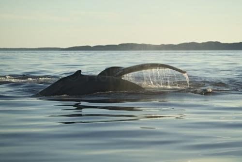 Photo: 
humpback whales newfoundland