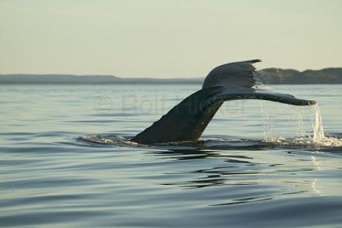 Photo: 
humpback whale tails