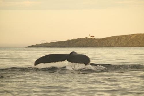 Photo: 
humpback whale and lighthouse