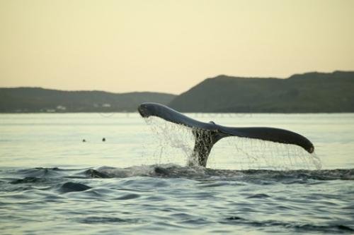 Photo: 
humpback whale tail pictures
