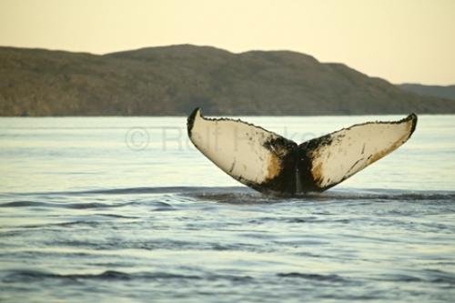 Photo: 
stock photo of a humpback whale