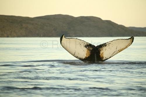 Photo: 
stock photo of a humpback whale