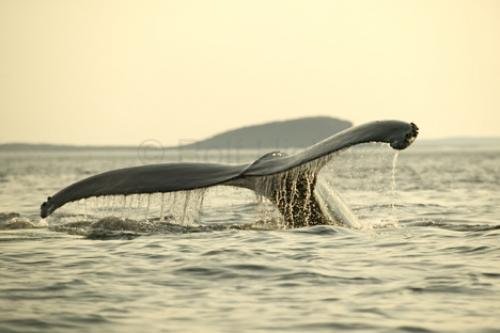 Photo: 
Humpback Whale Tail Image