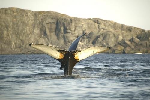 Photo: 
photo of a humpback whale