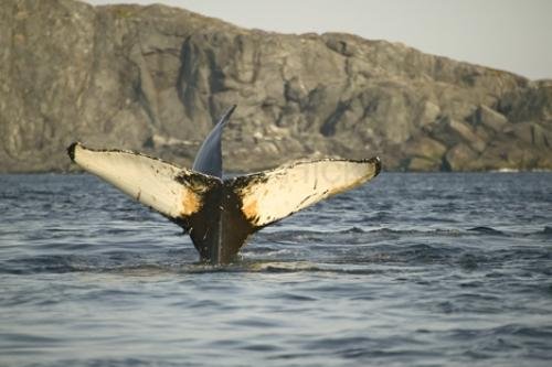 Photo: 
photos of humpback whales