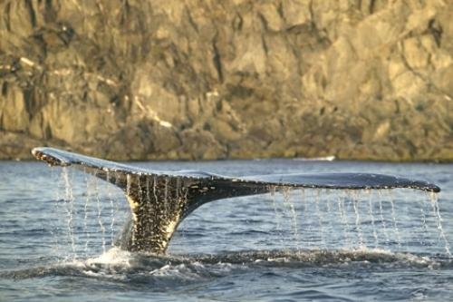 Photo: 
Humpback Whales Migration